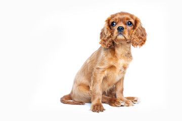 Portrait of cavalier spaniel puppy isolated