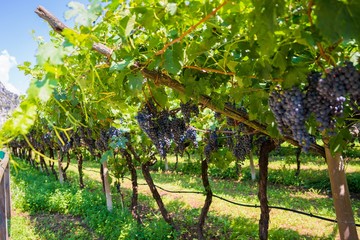 Fototapeta na wymiar Dark wine grapes on tree on grapes plantation in Italy