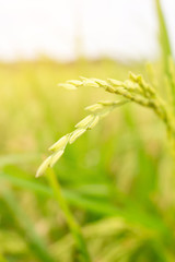 Close up yellow rice paddy on rice plant