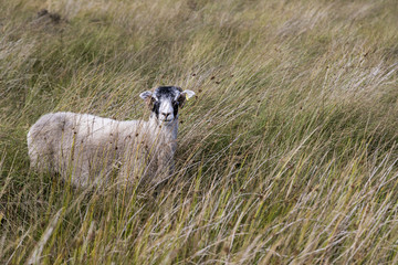 A sheep standing in grass in the Peak District