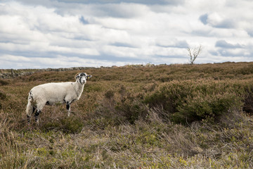 A sheep standing in grass in the Peak District