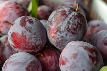 収穫したスモモの実