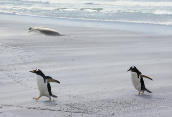 Manchot papou,.Pygoscelis papua, Gentoo Penguin, archipel des Falkland