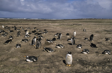 Manchot papou,.Pygoscelis papua, Gentoo Penguin, archipel des Falkland