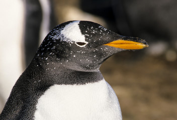 Manchot papou,.Pygoscelis papua, Gentoo Penguin, archipel des Falkland