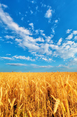 Fototapeta premium Wheat ears and cloudy sky