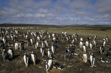 Manchot papou,.Pygoscelis papua, Gentoo Penguin, archipel des Falkland
