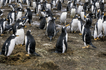 Manchot papou,.Pygoscelis papua, Gentoo Penguin, archipel des Falkland