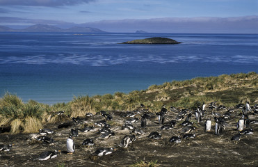 Manchot papou,.Pygoscelis papua, Gentoo Penguin, archipel des Falkland