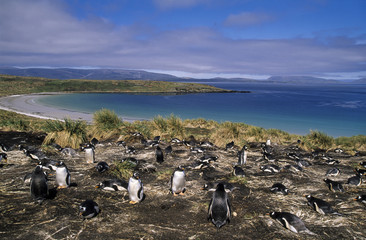 Manchot papou,.Pygoscelis papua, Gentoo Penguin, archipel des Falkland