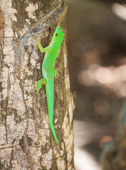 gecko vert
