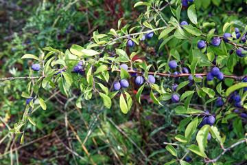 Sloe berries ripening on a blackthorn bush