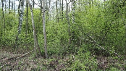 wild dense forest with green young leaves during spring