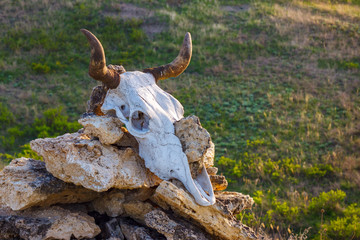 The cow skull on top of the stone pile