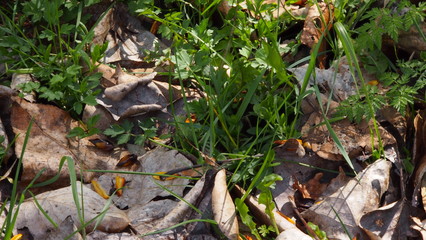 wild untouched forest floor with leaves and plants