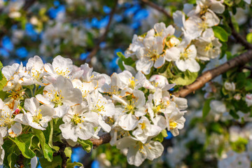 Flowers of apple tree in the garden