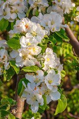 Springtime garden. The apple tree branch with lots of flowers