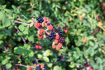 blackberries ripening on the bush, fresh ripe purple berries with small red berries