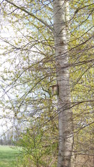 Fototapeta premium birch tree next to a field