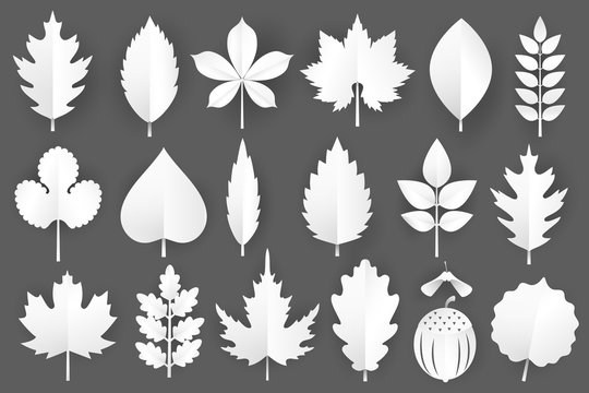 White paper cut autumn leaves set. 3d fall elements isolated on gray background.Vector illustration.