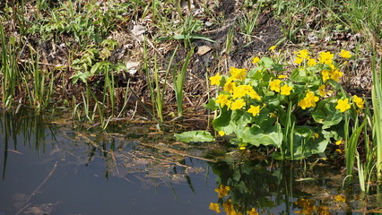 yellow flowers next to small river