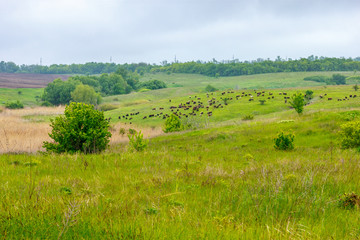 Fototapeta premium The landscape with green meadow and grazing flock of sheep