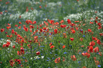 Field flowers of summer