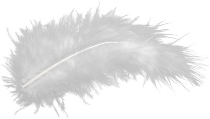White Feather Isolated