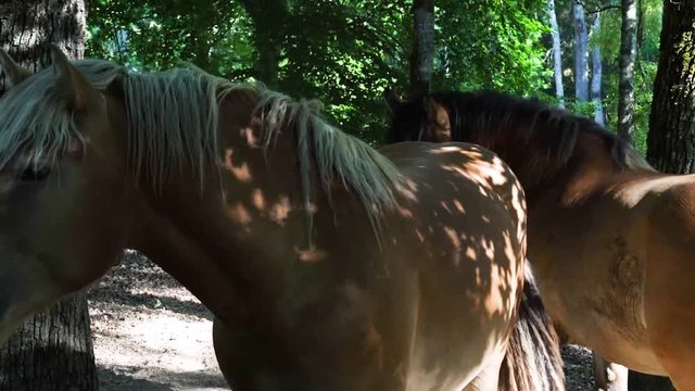 Summer horses