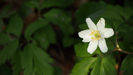 single thimbleweed flower in forest in Germany during early spring