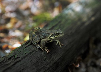 A frog on a trunk of tree in the shadow, mimicry