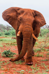 Fototapeta na wymiar Elephant bull in must do not like our car in Zimanga Game Reserve in South Africa
