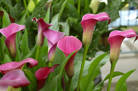 Fototapeta Zantedeschia Sumatra