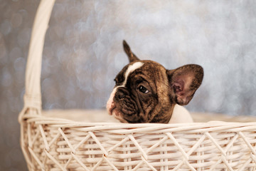 French bulldog puppy are sitting in a basket on an abstract fuzzy background.