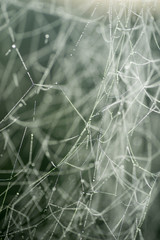 Spider web covered with morning dew macro