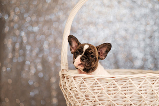 French bulldog puppy are sitting in a basket on an abstract fuzzy background.