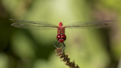 Libellula rossa