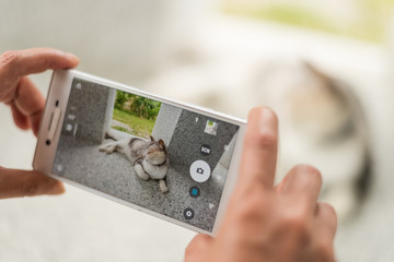  take a picture of a cat