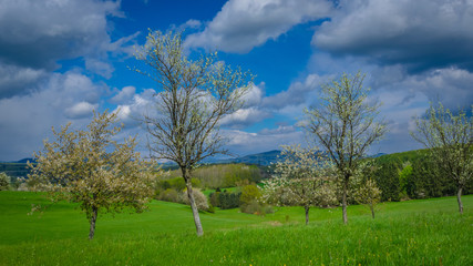 Tree Natural Green Field Landscape