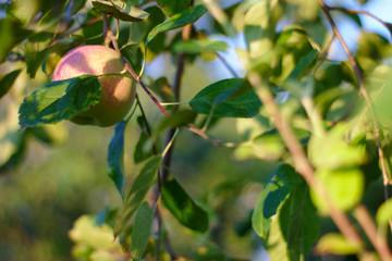 Apple on apple tree