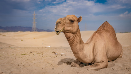 Camel Sunbathing On Hot Desert 