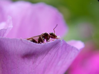 flying ants on the flower petals
