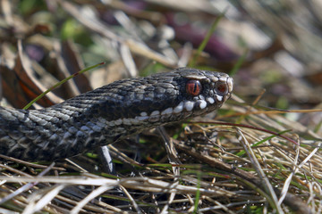 Adder