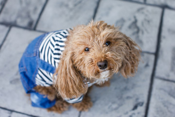 Redhead Cute Trendy Bichon Poodle in Casual Outfit Outside