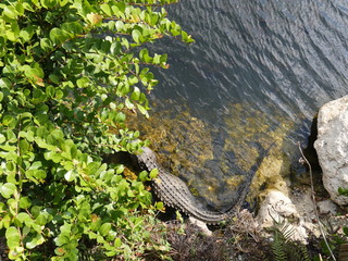 Everglades Reptile