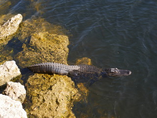 Everglades Alligator