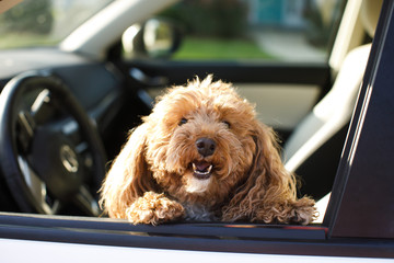 Redhead Cute Trendy Bichon Poodle in Casual Outfit in Car