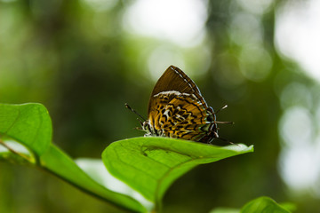 Monkey puzzle (Rathinda amor) butterfly on leaf
