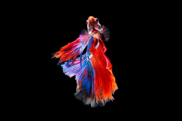 Selbstklebende Fototapeten The moving moment beautiful of siamese betta fish in thailand on black background.  © Soonthorn