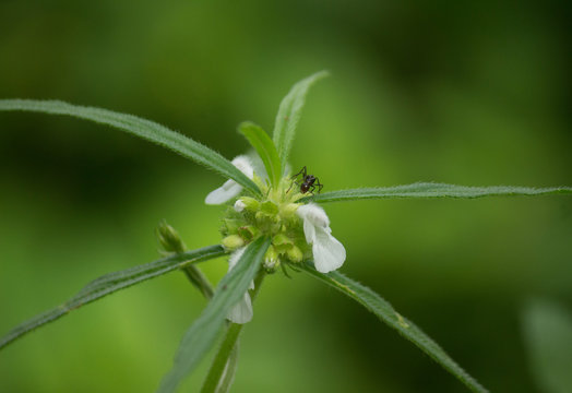 Close up of Leucas aspera (Thumba, Tumba) plant with black ants on its flowers.